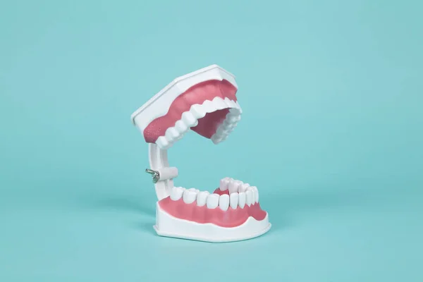 Turkuaz Arka Planda Ağız Anatomisini Incelemek Için Plastik Takma Dişler — Stok fotoğraf