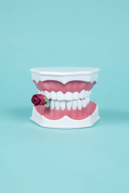 Turkuaz arka planda ağzında kırmızı bir gül olan plastik bir takma diş. Asgari ve yaratıcı renk hala hayat fotoğrafçılığı 