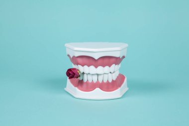 Turkuaz arka planda ağzında kırmızı bir gül olan plastik bir takma diş. Asgari ve yaratıcı renk hala hayat fotoğrafçılığı 