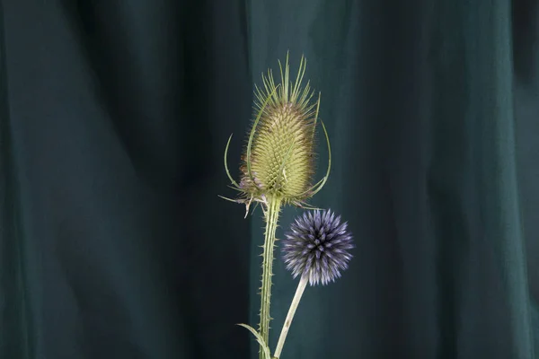 a couple of thistle stalk in front of a background of green curtains. Minimal color still life photography.
