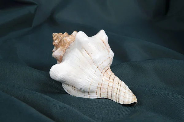 绿色波浪形窗帘上的海螺壳 最小色彩风格的生活摄影 — 图库照片