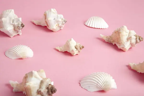 Many conch shell on a pink background. Flat composition. Minimal color style life photography