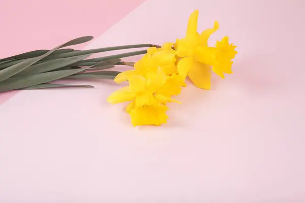 Ramo Narcisos Recién Recogidos Del Jardín Sobre Fondo Dos Rosas Fotos de stock libres de derechos