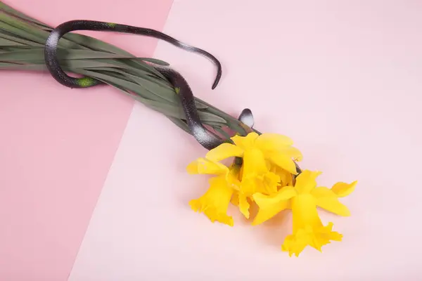 2つの異なるピンクの背景にある ダフデイルの花束の周りに包まれた プラスチック製の蛇です 最小の鮮やかな色はまだ生命の写真を撮ります ロイヤリティフリーのストック写真