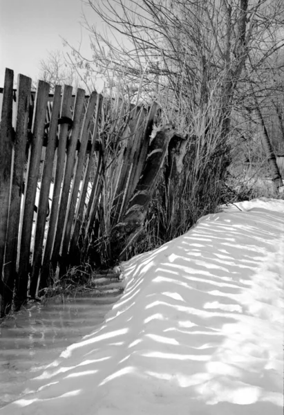 Krásná Fotografie Ukazuje Bílý Nadýchaný Sníh Zimním Chladném Lese — Stock fotografie