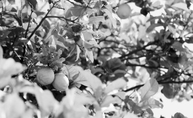 Narenciye bahçesinde limon ağacı dalları taze sarı olgun limon demetleri. Sonbaharda hasat dalları narenciye ağacı üzerinde olgunlaşmamış sulu limon. Ağaçta olgunlaşmış yeşil yaprakları ile Narenciye dalları