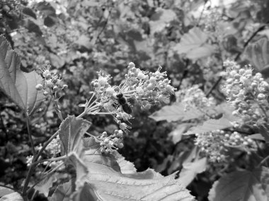 Kanatlı arı yavaşça bitkiye uçar, çiçekten özel arı kovanına bal koymak için nektar toplar. Doğanın kadrosunda güzel çiçekler, arıların bacaklarındaki sarı polenler var. Tatlı nektar bal arısı.