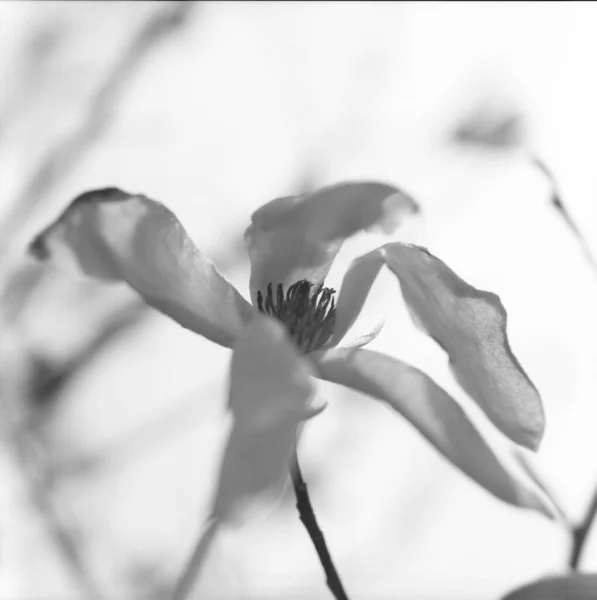 盛开的花木兰与绿叶 生活自然自然 不寻常的香气花束植物 玉兰花的长花 圆润的雄鹿 柔软的草 来自玉兰花的植物花卉束 — 图库照片