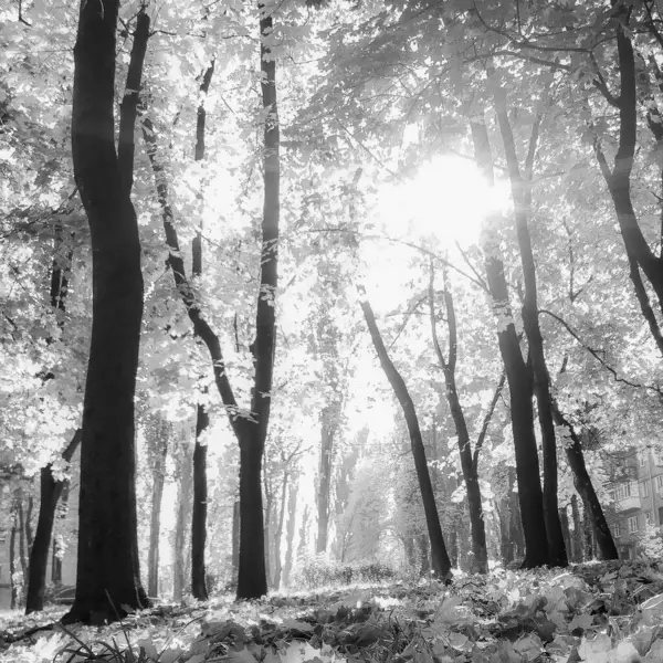 Krásný Živý Strom Spoustou Listů Větvích Vyčnívá Dřevěné Továrny Dřevěný — Stock fotografie