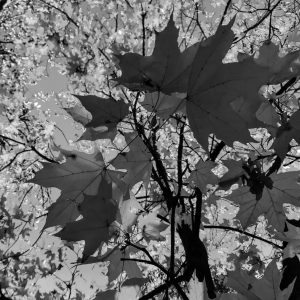 나뭇잎이 아름다운 살아있는 나무는 식물에서 나뭇잎 나무는 하늘에 잎으로 구성되어 — 스톡 사진