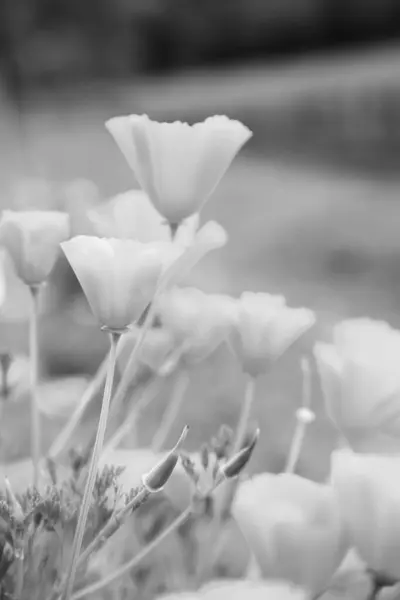 살아있는 특이한 꽃다발 식물과 양귀비를 Stamen 부드러운 잔디의 양귀비 양귀비 — 스톡 사진