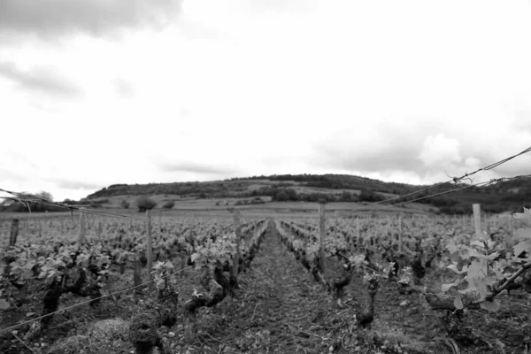 Wijngaarden Van Onrijpe Druif Bij Zonsondergang Herfst Oogst Onvolgroeide Druiven — Stockfoto