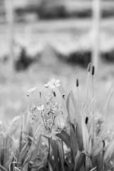 살아있는 특이한 꽃다발 식물과 아름다운 피우는 Stamen 부드러운 잔디로 구성된 — 스톡 사진
