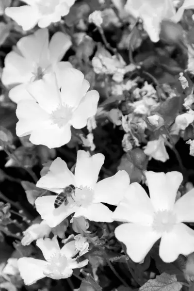 盛开的花甘菊与叶子 自然自然 芳香花束植物 甘菊花由长雌蕊 圆雄蕊 绿草组成 植物花卉束从甘菊花 — 图库照片