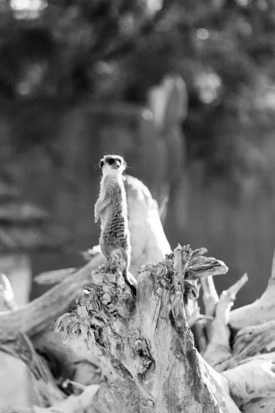 Jedna Malá Chlupatá Meerkat Sedí Dlouhém Suchém Stromě Třído Meerkat — Stock fotografie