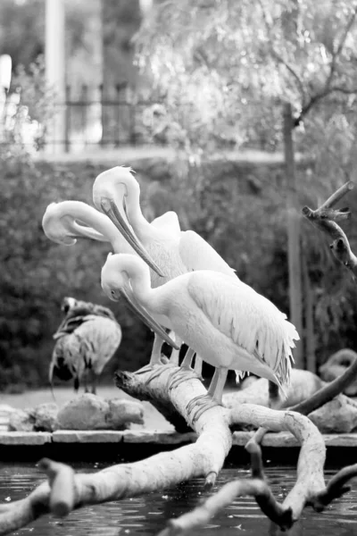 Büyük Beyaz Kuşu Pelikanları Uzun Kuru Ağaçta Otururlar Kuşunun Üzerinde — Stok fotoğraf