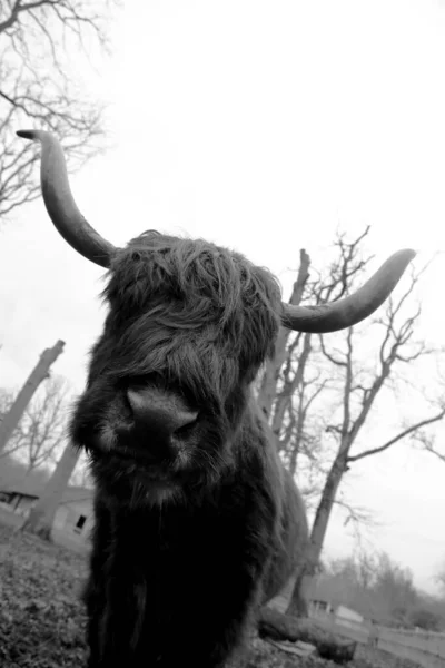 Stående Buffel Grönt Smutsigt Gräs Parken För Nötkreatur Bisonoxe Visar — Stockfoto