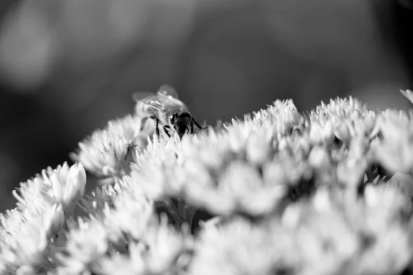 Άγρια Μέλισσα Στο Λουλούδι Νέκταρ Ανθίζει Στην Ύπαιθρο Πεδίο Εξοχή — Φωτογραφία Αρχείου