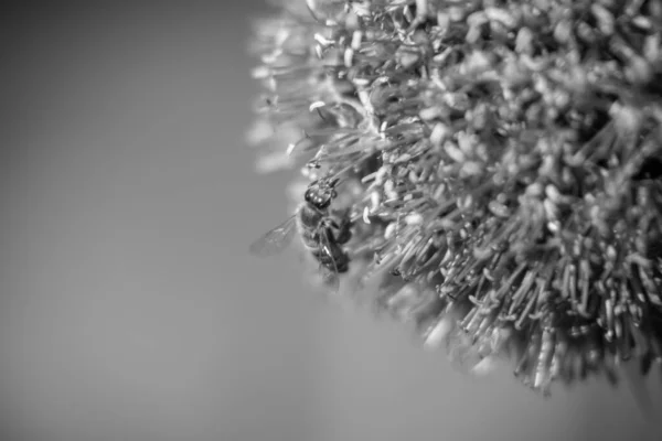Άγριας Ομορφιάς Λουλούδι Allium Echinops Γαϊδουράγκαθο Μέλισσα Ανθίζει Στο Πεδίο — Φωτογραφία Αρχείου