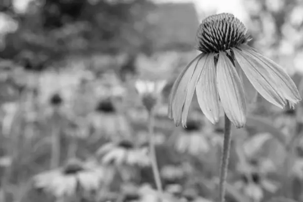 Ανθισμένο Λουλούδι Echinacea Φύλλα Φύση Φυσικό Άρωμα Μπουκέτο Χλωρίδα Echinacea — Φωτογραφία Αρχείου