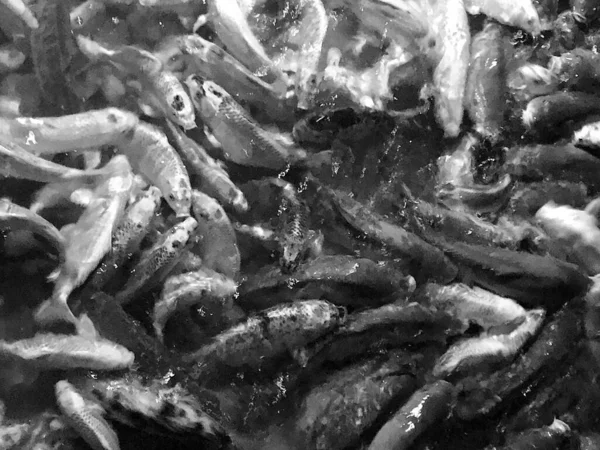 Temiz Cam Şeffaf Akvaryumda Taş Mercanlar Arasında Güzel Gerçek Balıklar — Stok fotoğraf