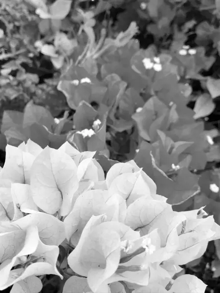 Kwitnący Piękny Kwiat Zielonymi Liśćmi Żywy Naturalny Charakter Niezwykły Zapach — Zdjęcie stockowe