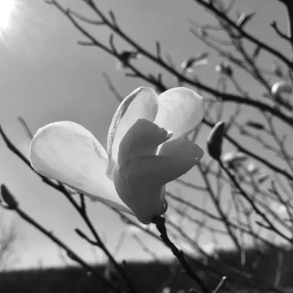 Blommande Blomma Magnolia Med Gröna Blad Levande Natur Ovanlig Arom — Stockfoto