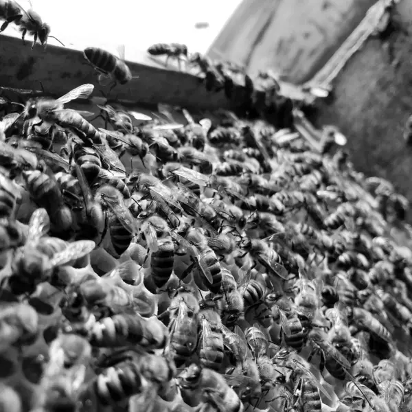 Крилата Бджола Повільно Летить Медоносця Збираючи Нектар Меду Приватній Пасіці — стокове фото