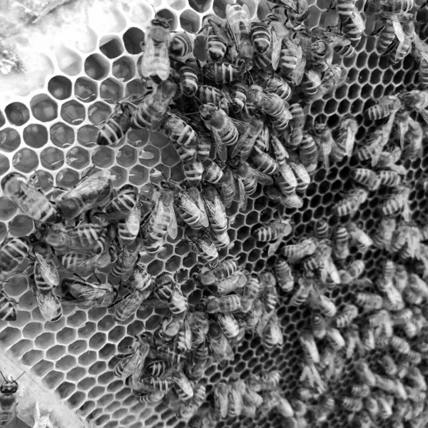 Skrzydlata Pszczoła Powoli Leci Plastra Miodu Zbierać Nektar Miodu Prywatnej — Zdjęcie stockowe