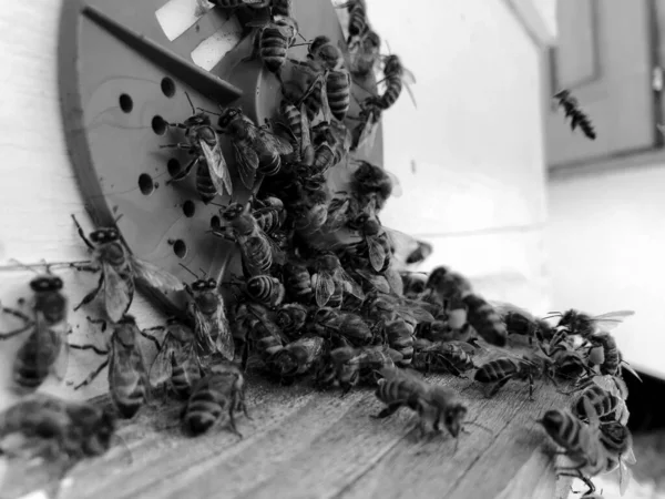 Langsam Fliegt Die Geflügelte Biene Zur Bienenwabe Und Sammelt Nektar — Stockfoto