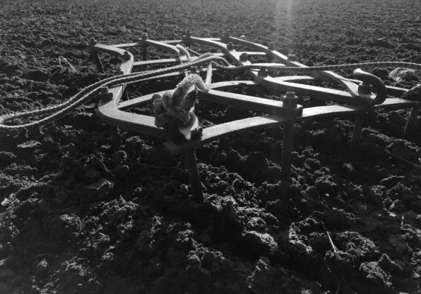 Пшеничное Поле Картофеля Коричневой Почве Открытой Местности Природа Картофель Вспаханном — стоковое фото