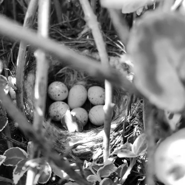 Jaja Owalu Silnej Powłoki Czekają Ich Matka Gnieździe Gniazdo Małymi — Zdjęcie stockowe