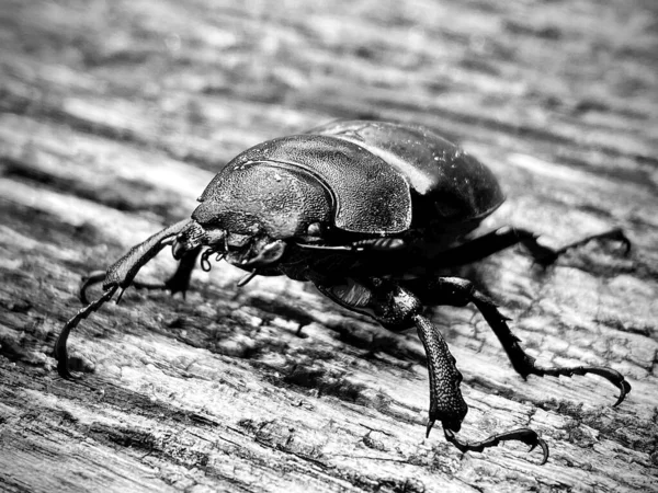 Male stag beetle with long and sharp jaws in wild forest sitting on the trunk of an oak tree. Beetle stag consist of big horns, beautiful strong legs. Stag beetle ready to attack for your life