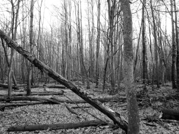 Krásná Fotografie Ukazuje Starý Zlomený Strom Zimě Studený Les Mezi — Stock fotografie