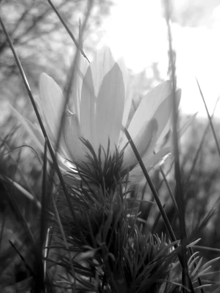 Fleur Sauvage Adonis Vernalis Avec Nectar Fleurissant Dans Campagne Des — Photo