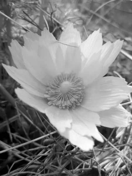 Fleur Sauvage Adonis Vernalis Avec Nectar Fleurissant Dans Campagne Des — Photo