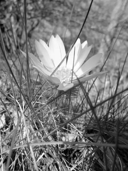 Wilde Bloem Adonis Vernalis Met Nectar Bloeien Het Veld Platteland — Stockfoto