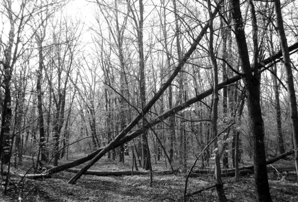 Krásná Fotografie Ukazuje Starý Zlomený Strom Zimě Studený Les Mezi — Stock fotografie