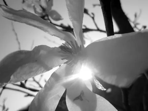 Дика Квітка Краси Нектаром Цвіте Польовій Місцевості Природа Сільської Місцевості — стокове фото
