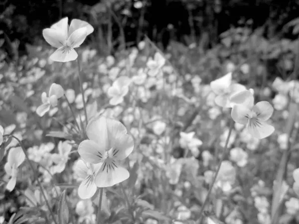 시골에서 화밀이 야생의 아름다운 들판에 야생의 꽃으로 이루어진 자연의 시골에서 — 스톡 사진