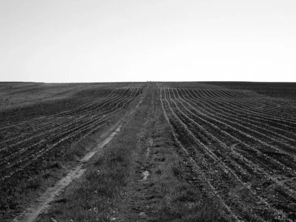 Пшеничное Поле Картофеля Коричневой Почве Открытой Местности Природа Картофель Вспаханном — стоковое фото