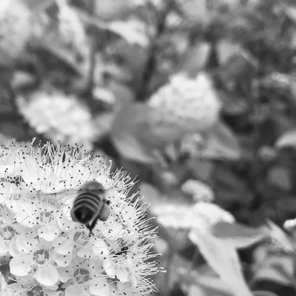 Winged Bee Vliegt Langzaam Naar Plant Verzamelt Nectar Voor Honing — Stockfoto