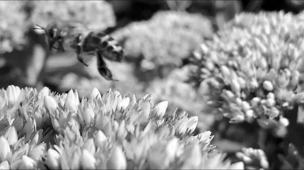 Bevingade Bee Flyger Sakta Till Anläggningen Samla Nektar För Honung — Stockfoto