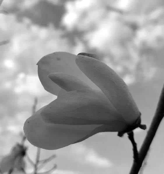 Blommande Blomma Magnolia Med Gröna Blad Levande Natur Ovanlig Arom — Stockfoto