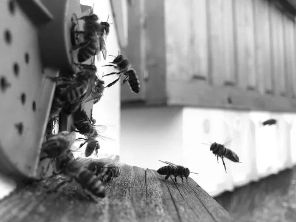 Крилата Бджола Повільно Літає Щоб Збирати Нектар Меду Приватній Пасіці — стокове фото
