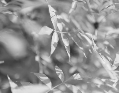 Sonbahar ormanı arka planında güzel sarı akçaağaç yaprakları, sonbahar ormanlarında sarı akçaağaç yapraklarından oluşan fotoğraf, sonbahar ormanlarında sarı akçaağaç yaprakları dizayn etmek için fotoğraf