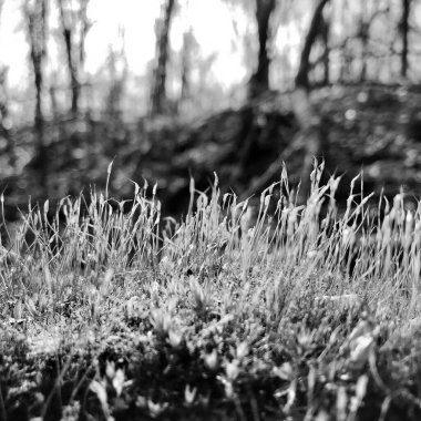 Çiçeklenme yeşil çimen çiçek yaprakları, doğal doğa yaşayan, alışılmadık aroma buket Flora. Çim çiçek uzun pistil, yuvarlak stamen, yumuşak bitki oluşur. Güzel çim çiçekler botanik çiçek demet.