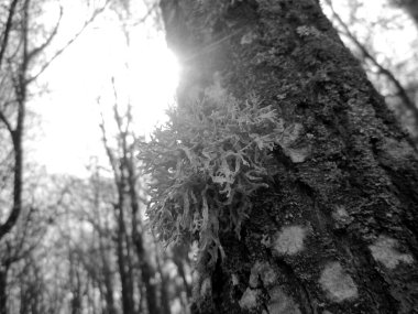 Büyük zehirli mantarlar ağaç gövdesinde yosunlarla kaplı soğuk sonbahar, eski mantarlardan oluşan fotoğraf, ormandaki ağaç gövdesinde yeşil yosun, ağaç gövdesinde orman mantarı.