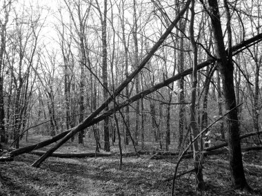 Güzel bir fotoğraf, kışın soğuk ormanda, büyük canlı bitkiler arasında parlak gökyüzüne karşı kırık bir ağacı gösteriyor.