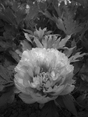 Kırsalda çiçek açan nektarlı vahşi bir çiçek. Tarlada açan yabani, parlak çiçeklerden oluşan doğa kırsalları. Kırsalda çiçek açan yabani bir çiçek.